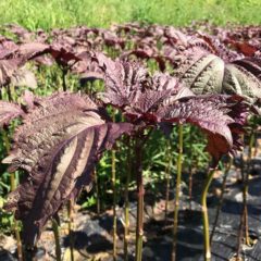 年末年始に関するお知らせ