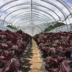 人気商品「大葉赤紫蘇の葉」の販売が６月１０日AM９：００より始まります。