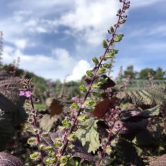 今年の紫蘇の収穫終わりました♪（20101111）