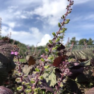 収穫中！（2009298）