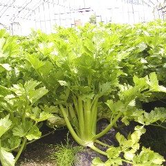 洞爺湖の特産品　その２（2009094）