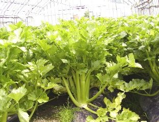 洞爺湖の特産品 その2(2009094)