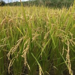 新米の販売が始まりました♪その２（20101110）