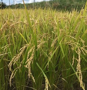 新米の販売が始まりました♪その２（20101110）