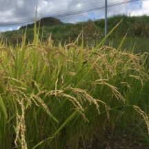 新米の販売開始です！(2023／9）