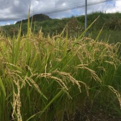 新米の販売開始です！(2023／9）