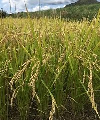 お待たせしました！新米の発売開始です。（210922）