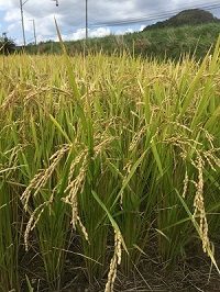 新米「ゆめぴりか」の販売開始!(2022/10)