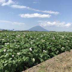 新じゃがの販売が始まりました♪（2010079）