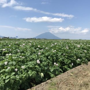 新じゃがの販売が始まりました♪(2010079)