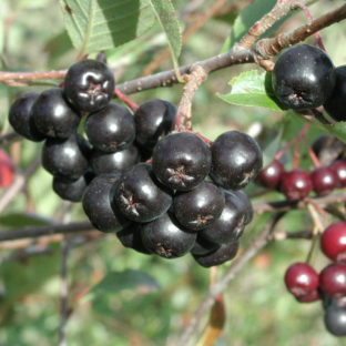 「アロニア」って果実を知っていますか?(20112517)