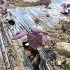 今年の大葉赤紫蘇の葉の販売に関して