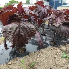 シソの新しい効果が発表！（2025/4）