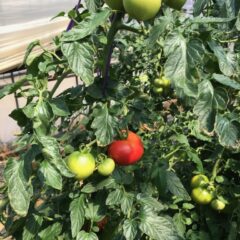 夏野菜の販売開始のお知らせ