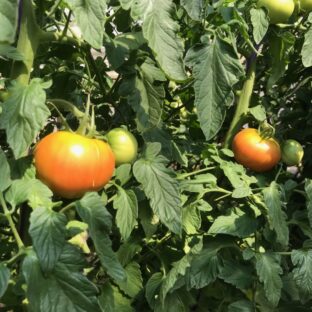 洞爺湖町産 高橋農園の桃太郎トマト 10玉~12玉(約2㎏)