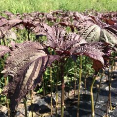 赤紫蘇の葉の販売が始まります。