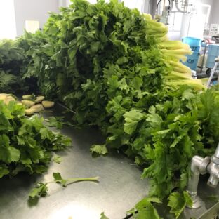 セロリの加工が始まりました♪