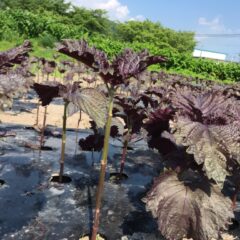 紫蘇の葉の収穫が始まりました！