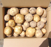 秋の味覚(2023／9）