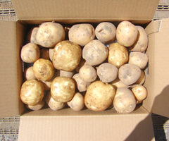 秋の味覚(2023／9）