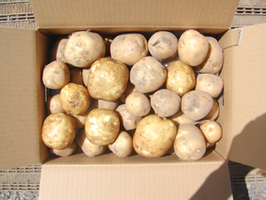 季節のお野菜販売開始です(2022/9)