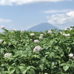 ２０２１年産　とうやの新じゃがの販売が始まりました♪（210917）