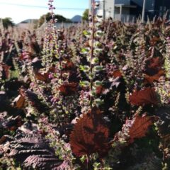 紫蘇の実採りが終りました！