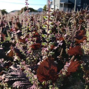 紫蘇の実採りが終りました！