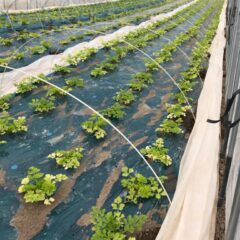 ゴールデンウィークにおける営業のお知らせ（2022）