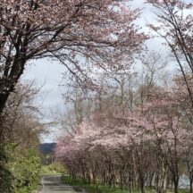 ゴールデンウィークが明けて（２０２４／５）