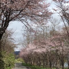 ゴールデンウィークが明けて（２０２４／５）