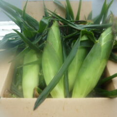 北海道洞爺湖町産の「とうもろこし」を販売します