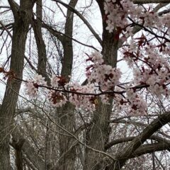 ゴールデンウィークまであと少し！（2023・4）