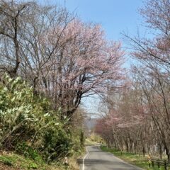 洞爺湖にも春（2023／4）