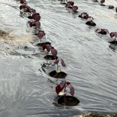 洞爺湖の春（２０２３／５）