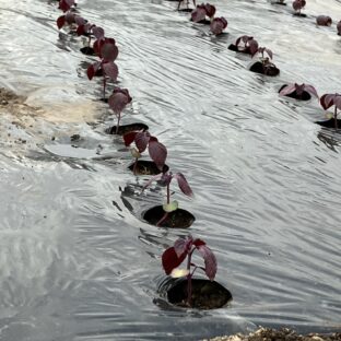 洞爺湖の春（２０２３／５）