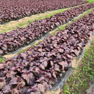 今年の収穫スタート！（2023／6）