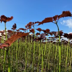 いよいよラストスパート！！（2023/8）