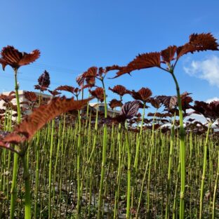 いよいよラストスパート！！（2023/8）