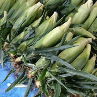 洞爺湖町産「とうもろこし」の販売が始まります!(2023/8/1)